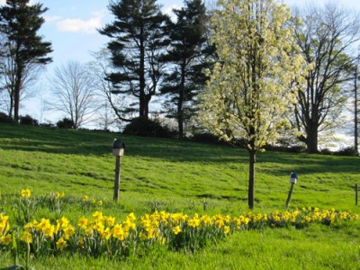 daffodils daffodils