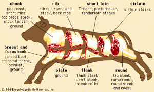 cow parts